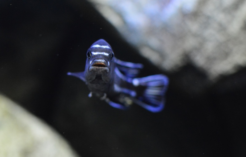 Pseudotropheus cyaneorhabdos 'Maingano Island'